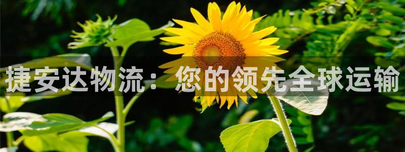 28圈p扣除是什么意思：捷安达物流：