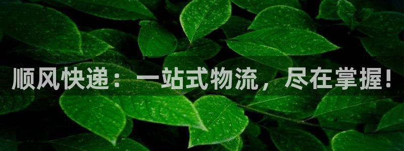 28圈黑款:顺风快递:一站式物流,尽