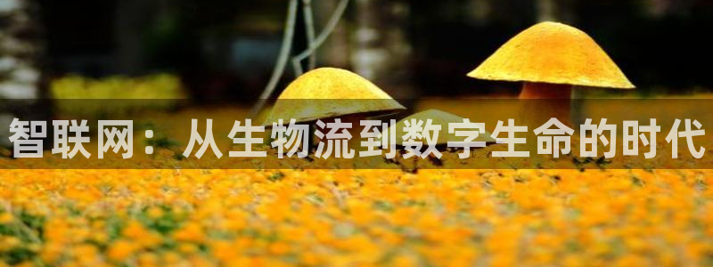 28圈加拿大6.0：智联网：从生物流到数字生命的时代